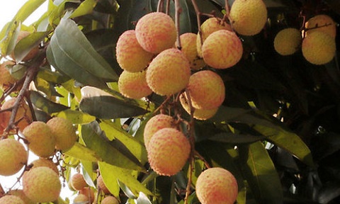 Ăn quả vải xanh có thể hạ đường huyết