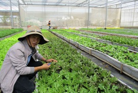 Học người Nhật làm nông nghiệp bền vững