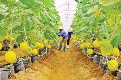 Agribank tiếp sức nông sản Việt ra thế giới