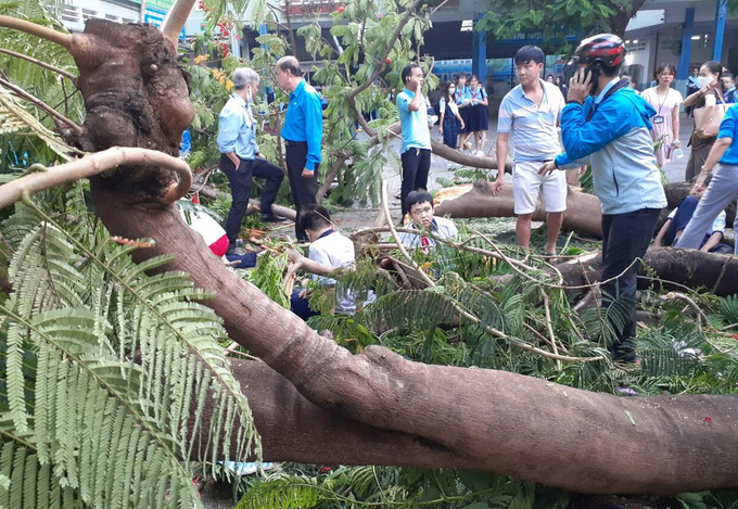TP Hồ Chí Minh thông tin chính thức vụ tại nạn đổ cây làm 18 học sinh thương vong