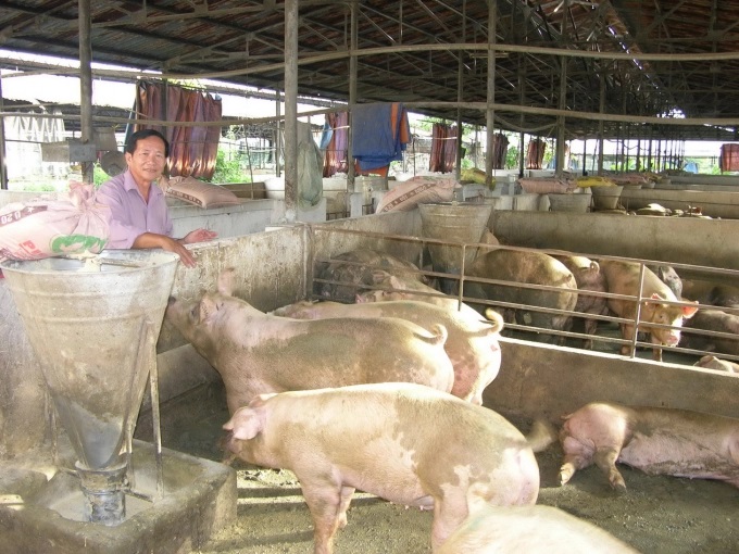 Bát nháo thị trường thức ăn chăn nuôi Tây Nguyên