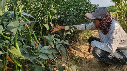 Ớt trĩu quả không ai mua, nông dân Quảng Nam lao đao