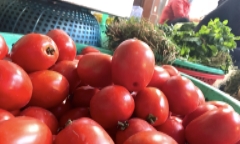Hà Nội: Cà chua tăng giá dựng đứng, bà nội trợ phát hoảng