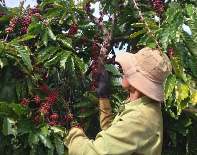 Giá nông sản ngày 15/1/2022: Cà phê tiếp tục giảm, tiêu cao nhất 78.000 đồng/kg