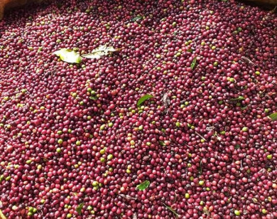 Giá nông sản ngày 26/5/2022: Cà phê trụ vững ở mức cao, tiêu tiếp tục giảm mạnh