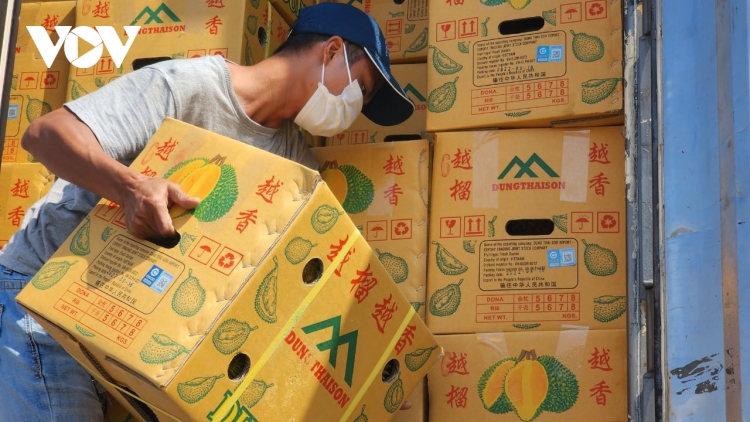 Xuất khẩu chính ngạch 100 tấn sầu riêng Việt Nam vào thị trường Trung Quốc