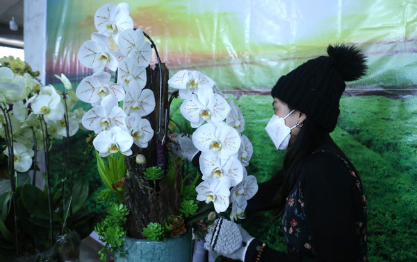 Hoa lan dát vàng 18k bày bán hút người xem ở thành Vinh
