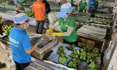 Khát vọng tỷ USD từ trồng chuối, nuôi heo của đại gia Việt