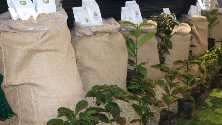 Doanh nghiệp cà phê Việt Nam tìm hiểu thị trường Lào