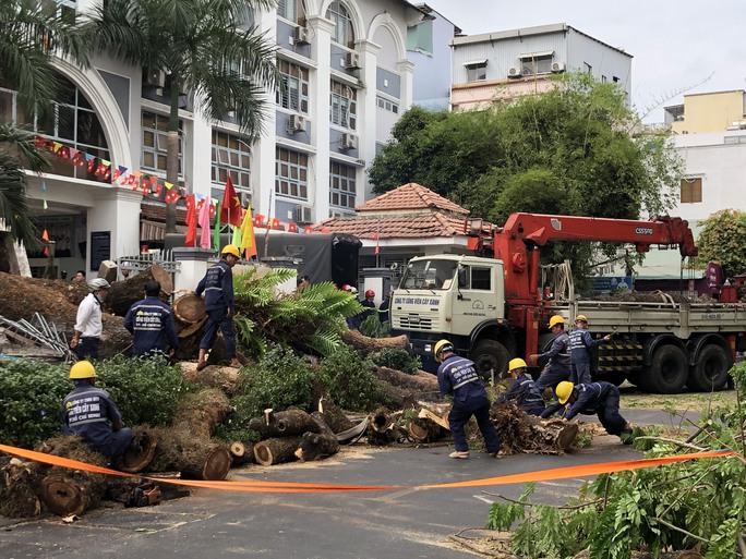 Sau vụ ngã cây xanh ở Trường Trần Văn Ơn, TP HCM có chỉ đạo nóng