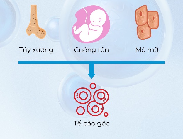 Điều trị bệnh ALS bằng tế bào gốc trung mô