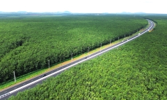 Mê mẩn rừng cao su xanh mướt ôm trọn cao tốc Dầu Giây - Phan Thiết