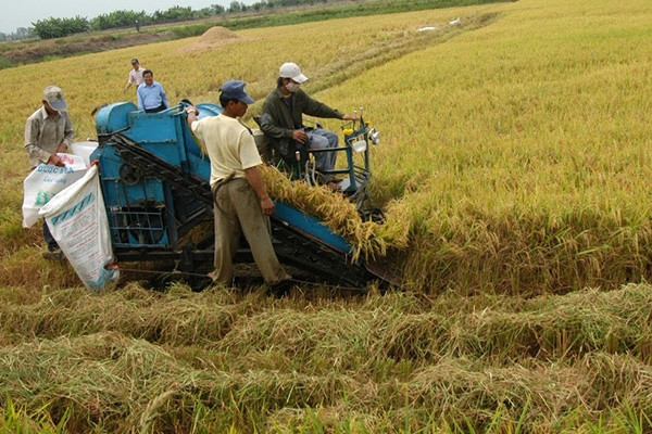 Giá gạo xuất khẩu giảm mạnh, doanh nghiệp Việt vẫn trúng hợp đồng lớn giá cao