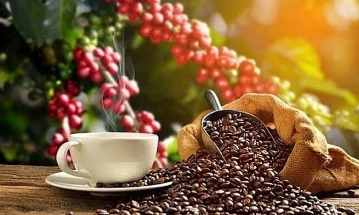 Giá cà phê hôm nay 31/5: Xu hướng giảm bao trùm