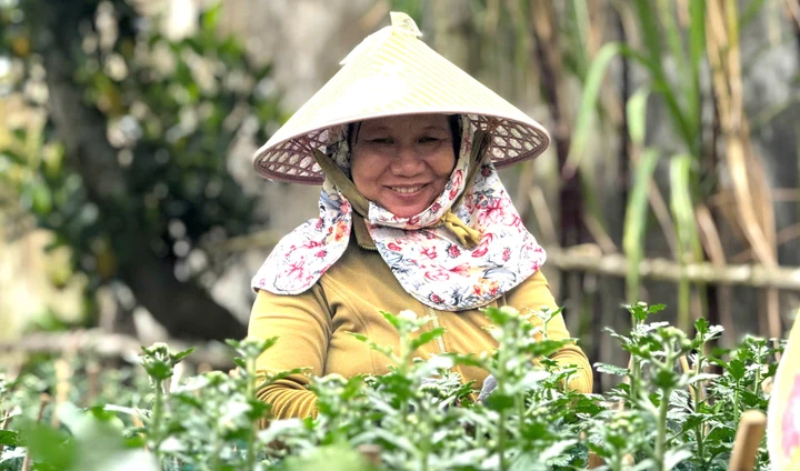 Thương lái nườm nượp chốt cọc, nông dân thủ phủ hoa cúc khấp khởi vụ Tết bội thu