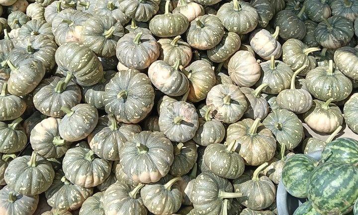 Hàng trăm tấn bí đỏ quá lứa chờ thu hoạch, Hội Nông dân Cà Mau kêu gọi giải cứu