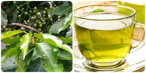 Uống nước lá vối tươi có tác dụng gì?