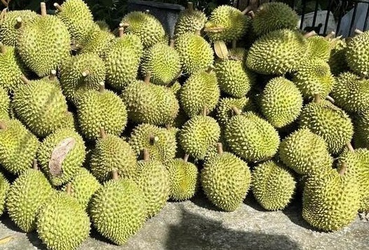 Xuất khẩu sầu riêng ùn tắc: Xử nghiêm cơ sở kiểm nghiệm gây khó khăn, chậm trễ